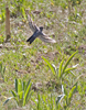 Townsend's Solitaire